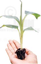Tissue Culture