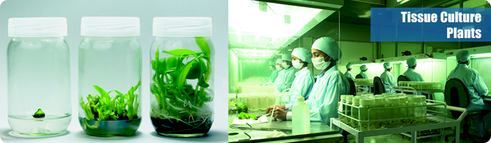 Tissue Culture Plants